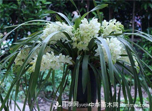 花中四君子是指哪些植物(图2)