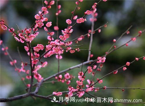 花中四君子是指哪些植物(图3)