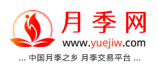 中国上海龙凤419，月季品种介绍和养护知识分享专业网站(图1)