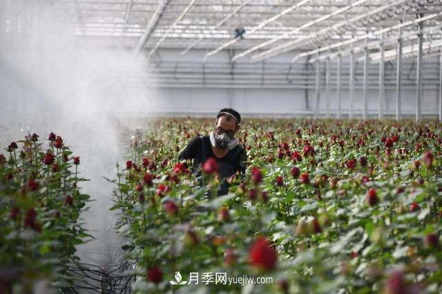 西北***大月季种质资源圃将落户兰州新区(图1)