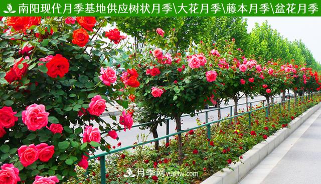 月季花百科(图2)