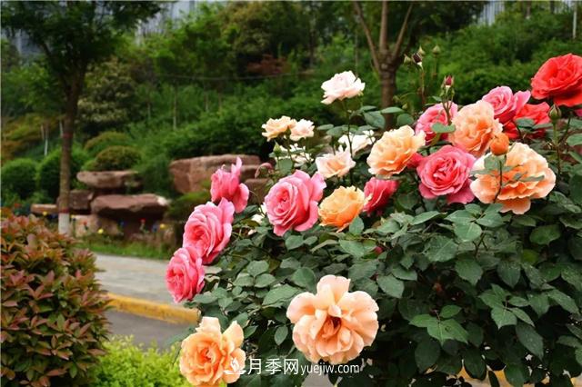 月季花百科(图3)