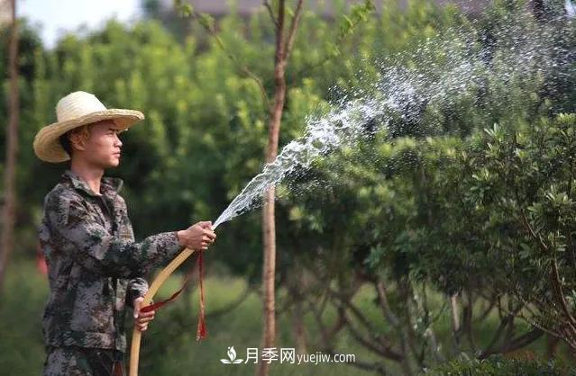 20条可以指导苗木花卉移植的谚语(图3)