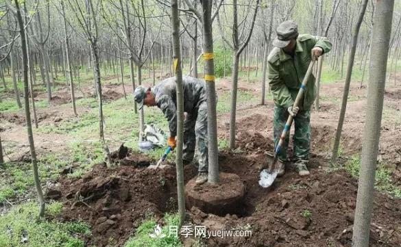 20条可以指导苗木花卉移植的谚语(图1)