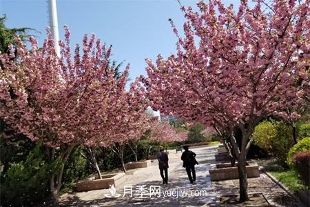 淮安适合养什么花，市花和市树是什么(图1)