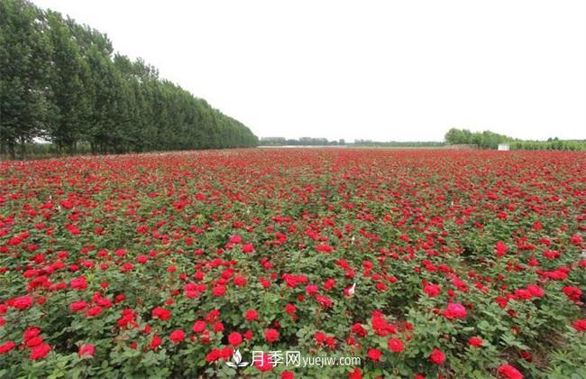 种植一亩玫瑰花的利润(图3)