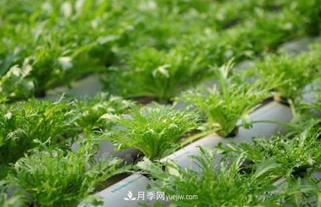 常见的无土栽培的花卉植物有哪些？(图1)