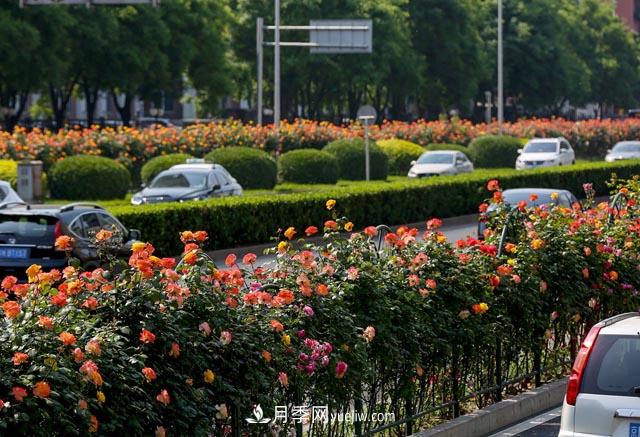 道路树状月季，行道月季树(图1)