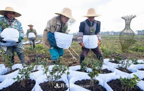 贵州黔西：花卉苗木产业助增收(图1)