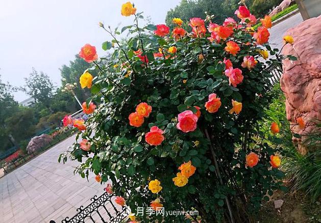 月季树年年开花满枝头，远远一看像棒棒糖(图2)