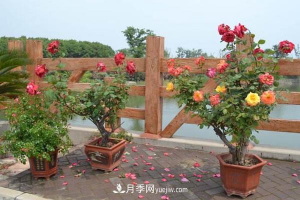 树桩月季花的养殖方法(图1)