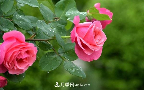 月季花***好的肥料 用什么肥料***佳(图1)