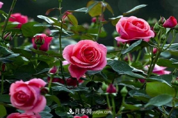 网购月季花苗怎样栽活 月季换盆时间及方法(图1)