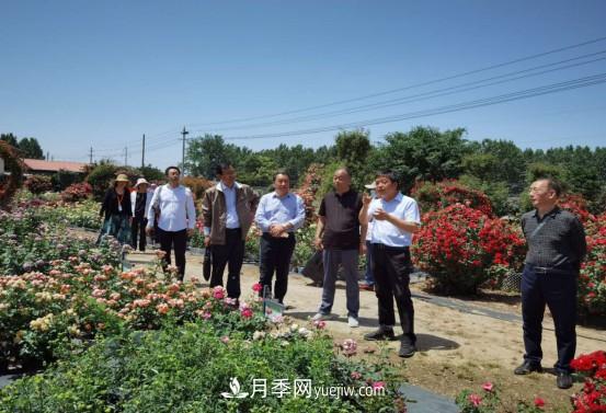 河南省四优四化项目 助推南阳月季、栀子产业发展(图2)