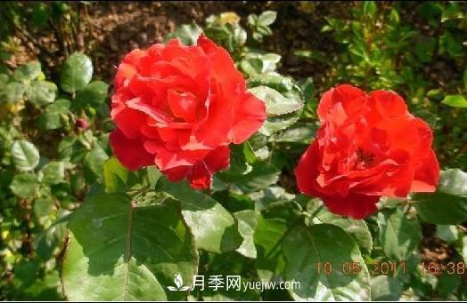 花中皇后——月季花的传说(图3)