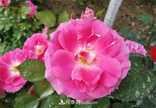 蔷薇的盆栽种植技巧及种植技术全面分享，包含月季(图3)