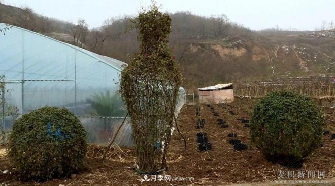 甘肃天水市麦积镇北湾村： 月季花开幸福来(图5)