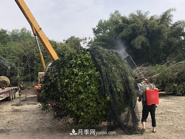 南阳桂花基地，桂花移植的***佳时机是什么时候(图3)