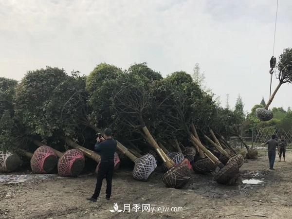 南阳桂花基地，桂花移植的***佳时机是什么时候(图2)