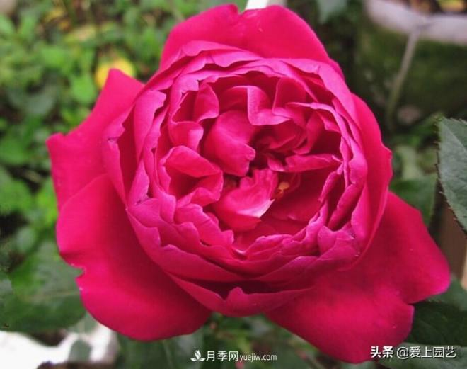 4种款又香又美，还好吃的月季花品种(图1)