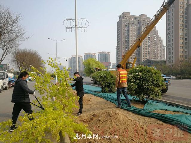 新乡道路绿化升级喜现彩色树，树状月季来了(图1)