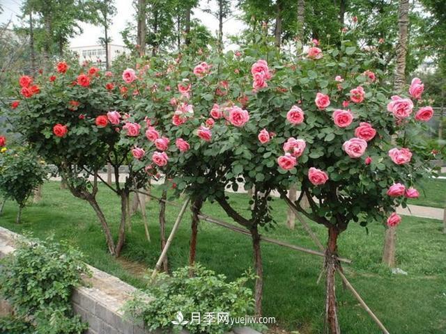 游园花坛种植树状月季时应该注意什么(图1)