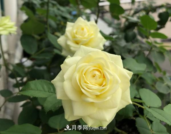 冬春养“奶油龙沙”月季，花型似玫瑰，价廉还好打理(图5)