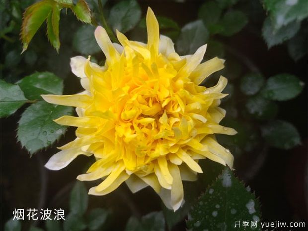 推荐花香花大的大花月季十大品种(图3)