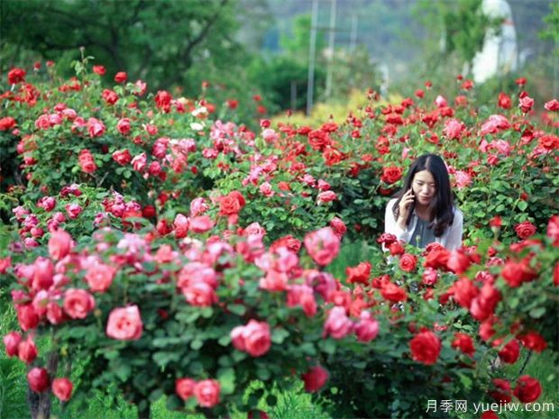 盆栽月季是否每年换盆换土(图1)