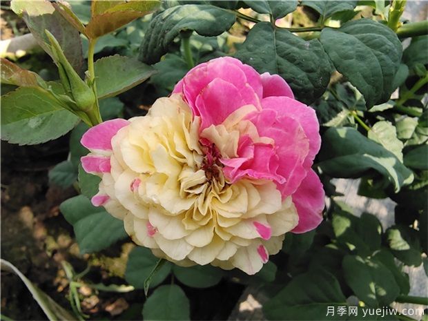 玫瑰花的种植方法和注意事项(图1)