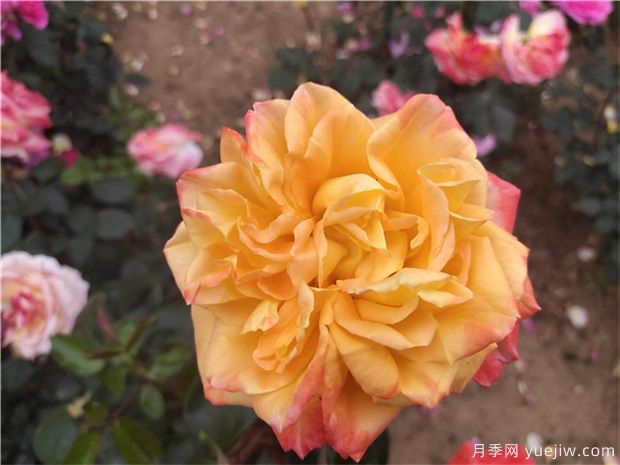 使盆栽月季连续开花的办法(图1)