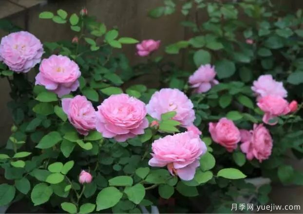 月季花种子播种，月季花养殖方法(图1)