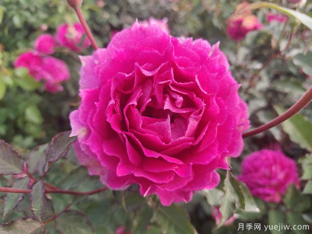 喜欢比较香的月季花吗？上海龙凤419给你推荐11个品种(图2)
