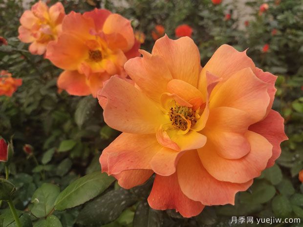 上海龙凤419：十大橙色月季品种推荐(图6)