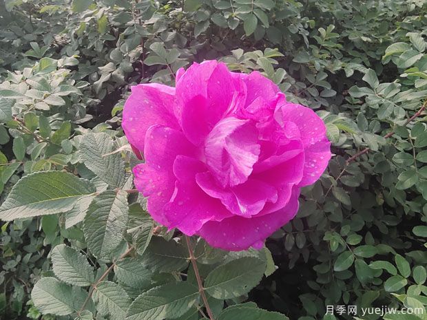 四季玫瑰/紫枝玫瑰/平阴二号(图1)