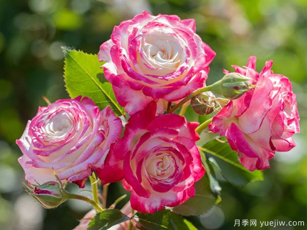 月季花种植详细步骤，月季花种植注意事项(图1)