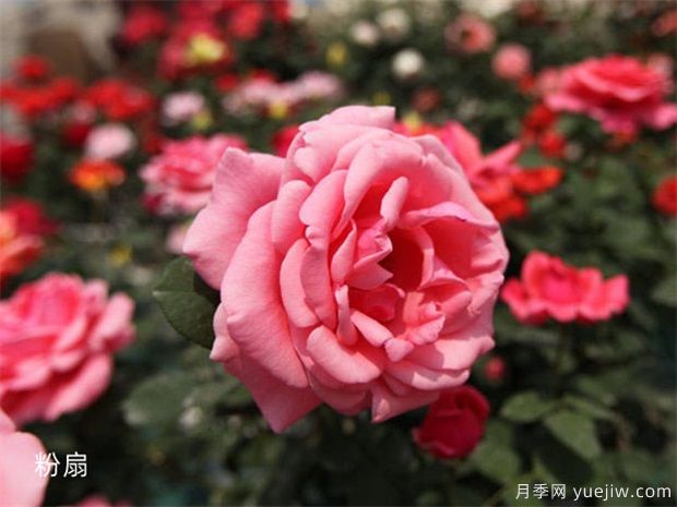 室内能种植好月季花吗？做好这四点，植株旺开花多(图2)