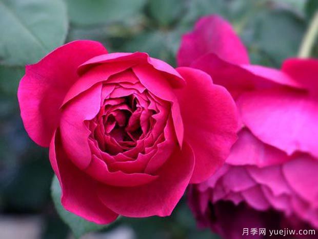 7个勤花好养殖的盆栽切花玫瑰，情人节让爱更长久(图3)