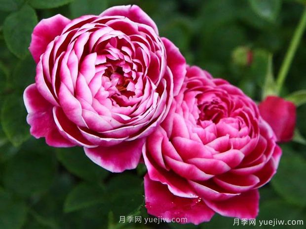 日本玛丽月季/玛丽玫瑰月季(图2)