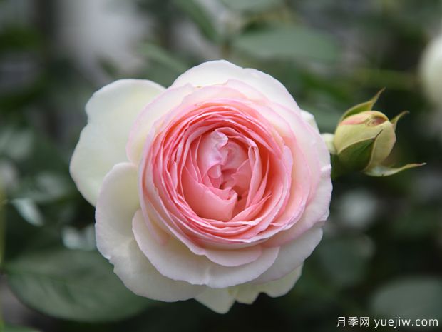 100种月季玫瑰品种图鉴大全，你认识有没有超过10个？(图8)