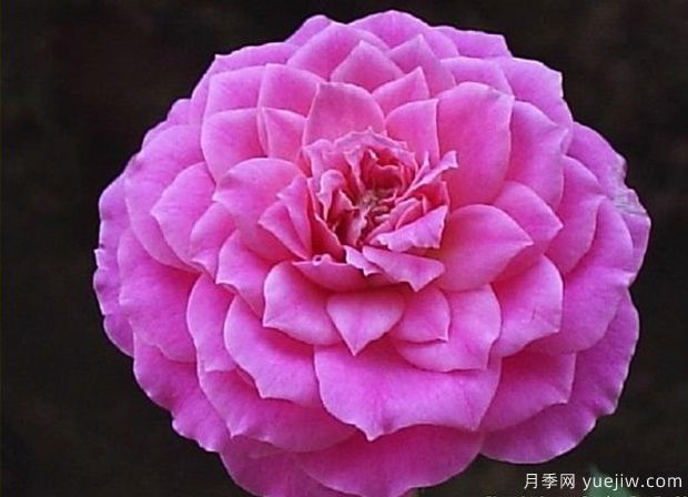 法国糖果光芒月季(图3)