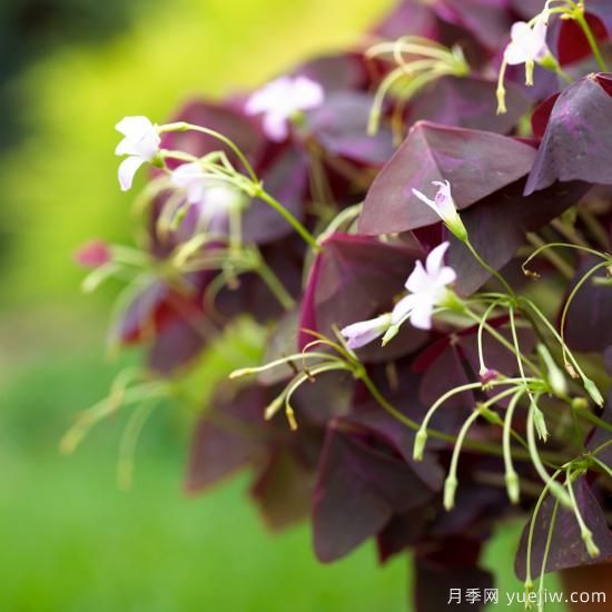 除了地被月季，还有适合在花园种植的20种地被植物(图7)