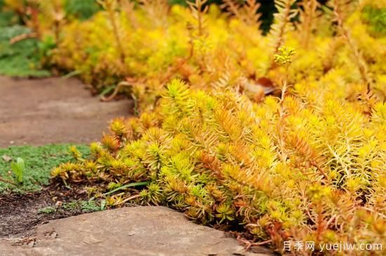 除了地被月季，还有适合在花园种植的20种地被植物(图15)