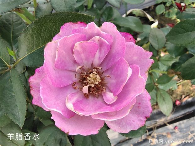 羊脂香水月季，以香闻名，花美如芍药，四季能开花(图1)