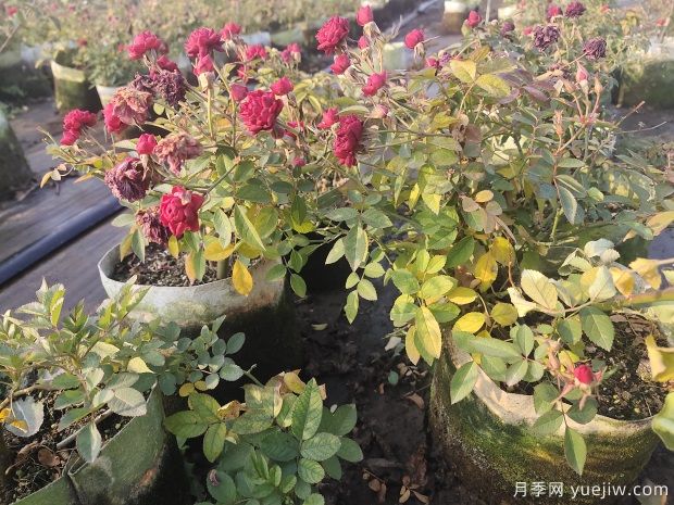 批发基质土大白钵美植袋欧洲月季花苗(图1)