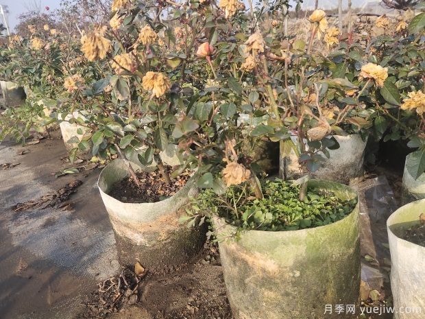 批发基质土大白钵美植袋欧洲月季花苗(图4)