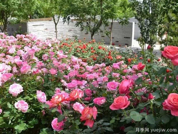 北京月季市花文化和景观图集(图4)