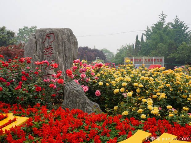 商业区绿化景观设计和植物运用(图1)