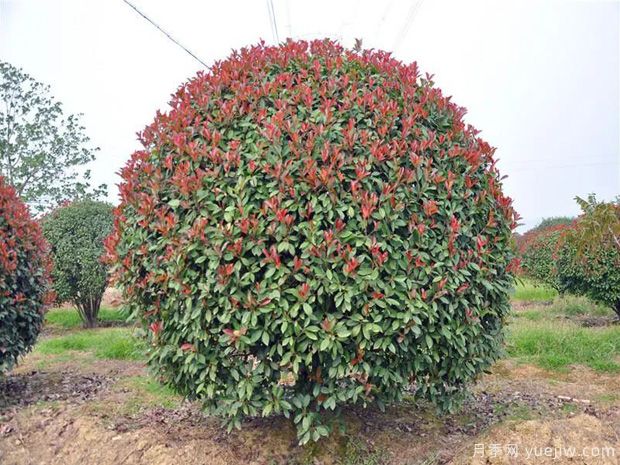 红叶石楠行情价格，南阳红叶石楠繁殖方法和种植方法(图1)