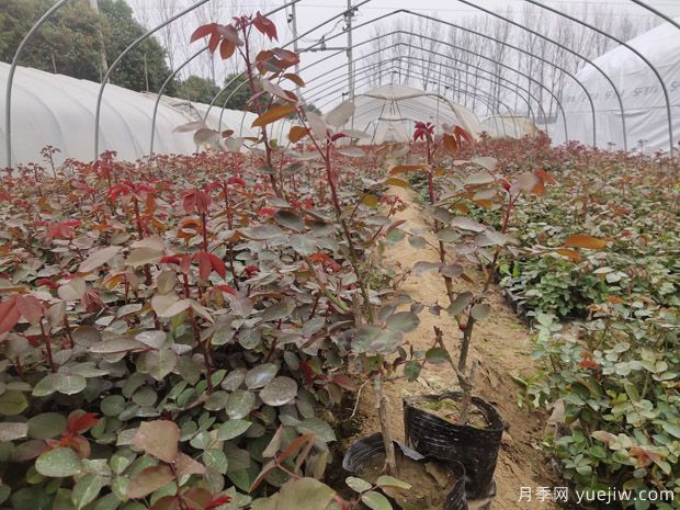 大棚月季花卉种植需要关注哪些常见问题？(图1)